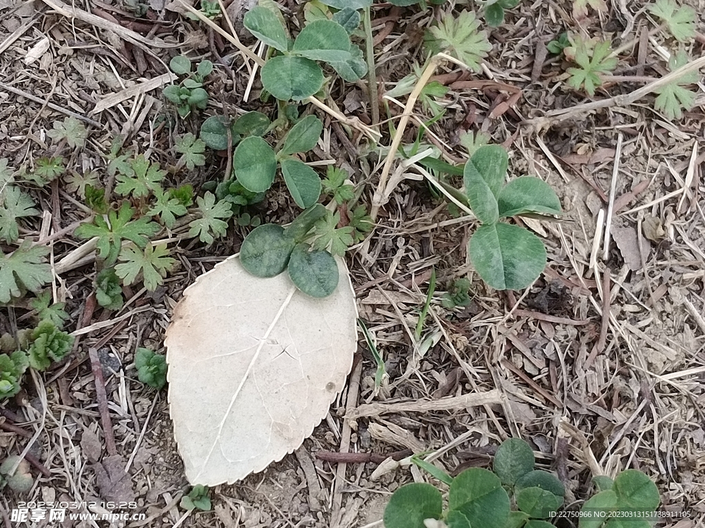 野草