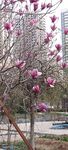 玉兰花