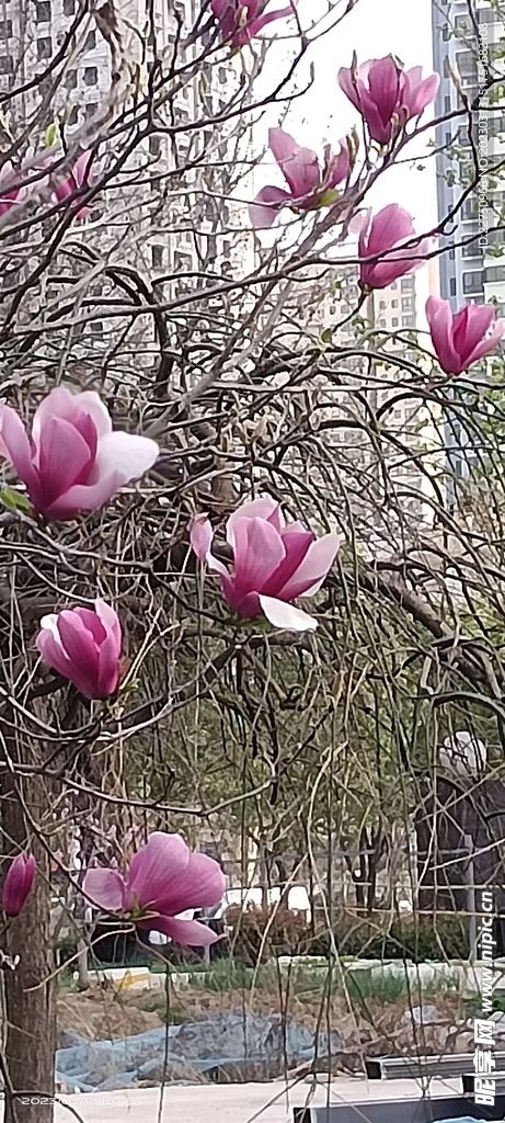 紫色玉兰花