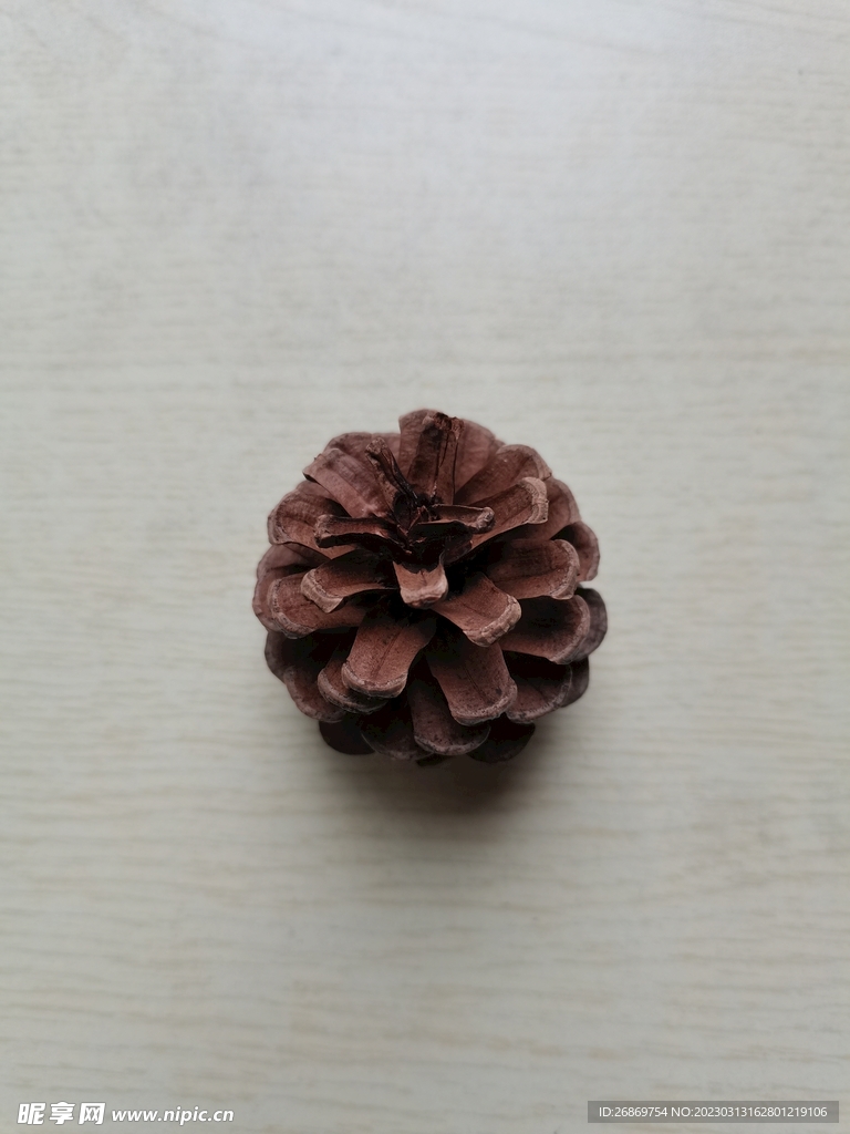 一个松果