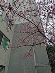 桃花树