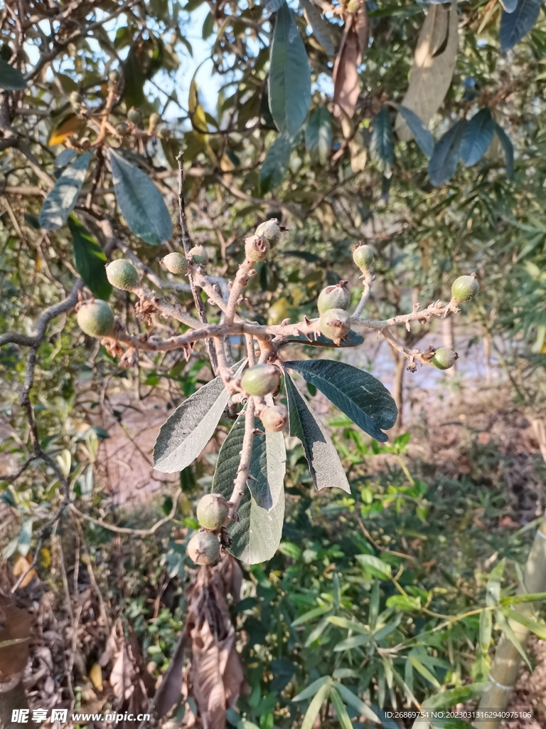 枇杷树