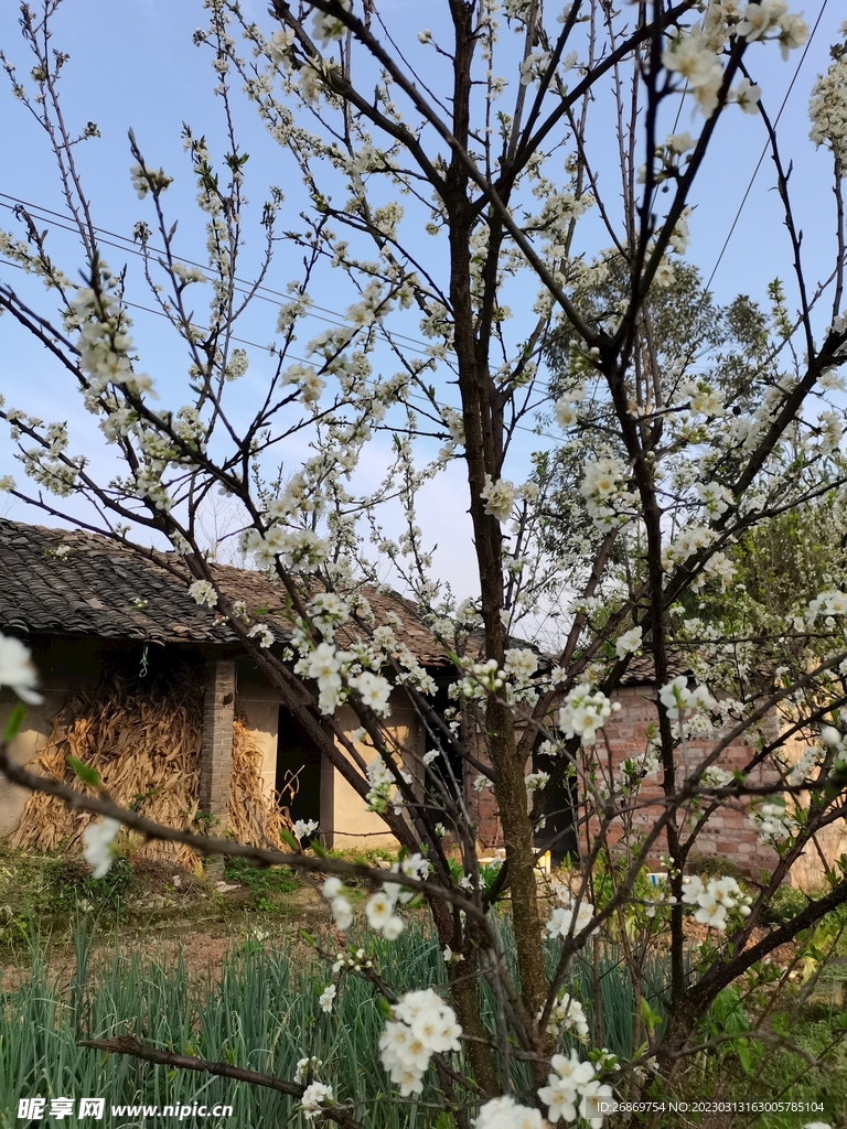 梨花