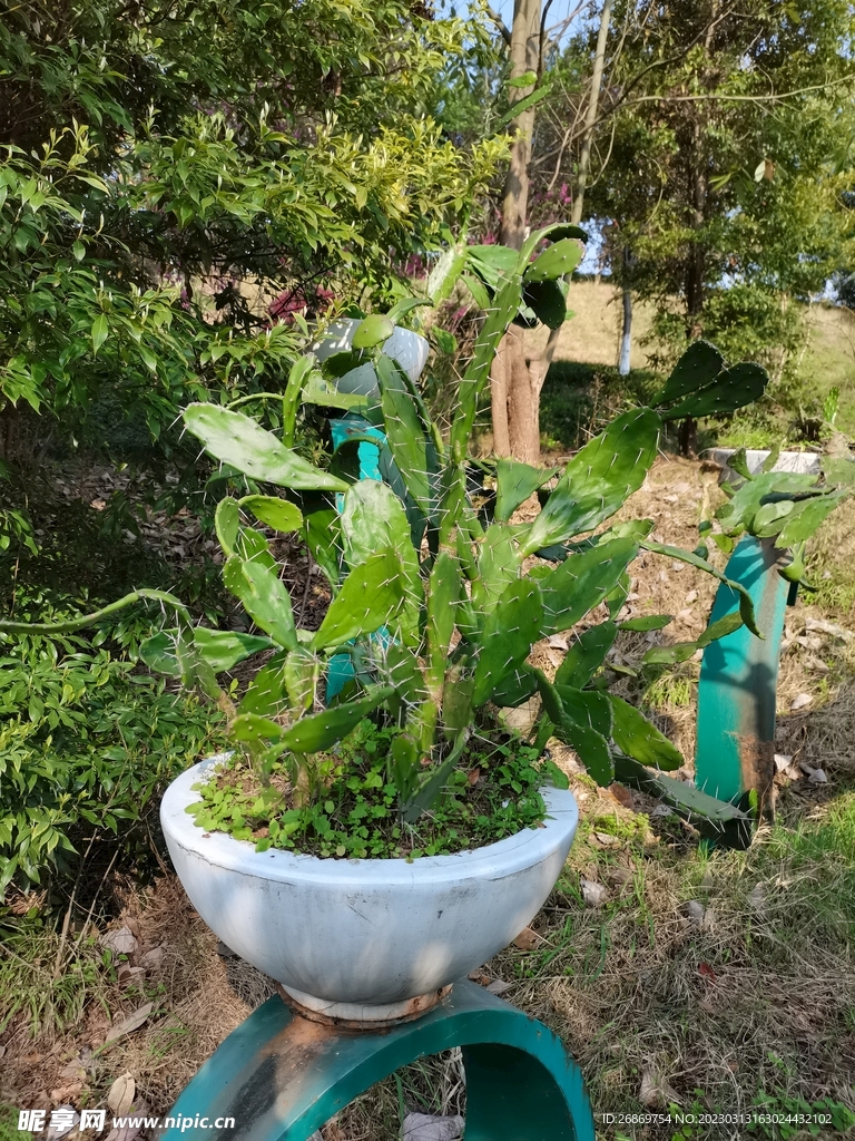 仙人掌