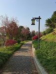 公园林荫道