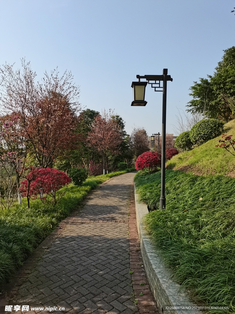 公园林荫道