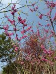 红花树