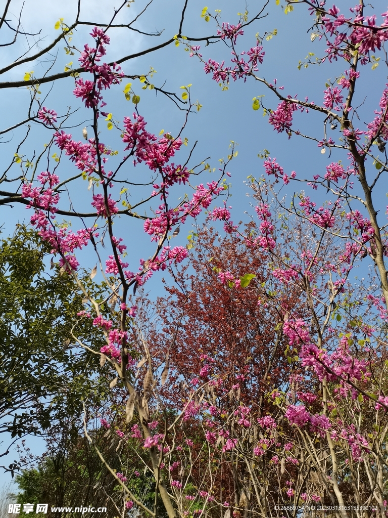 红花树