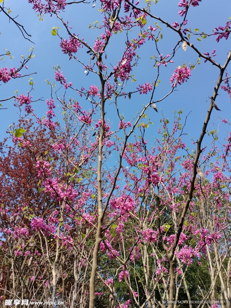 红花树