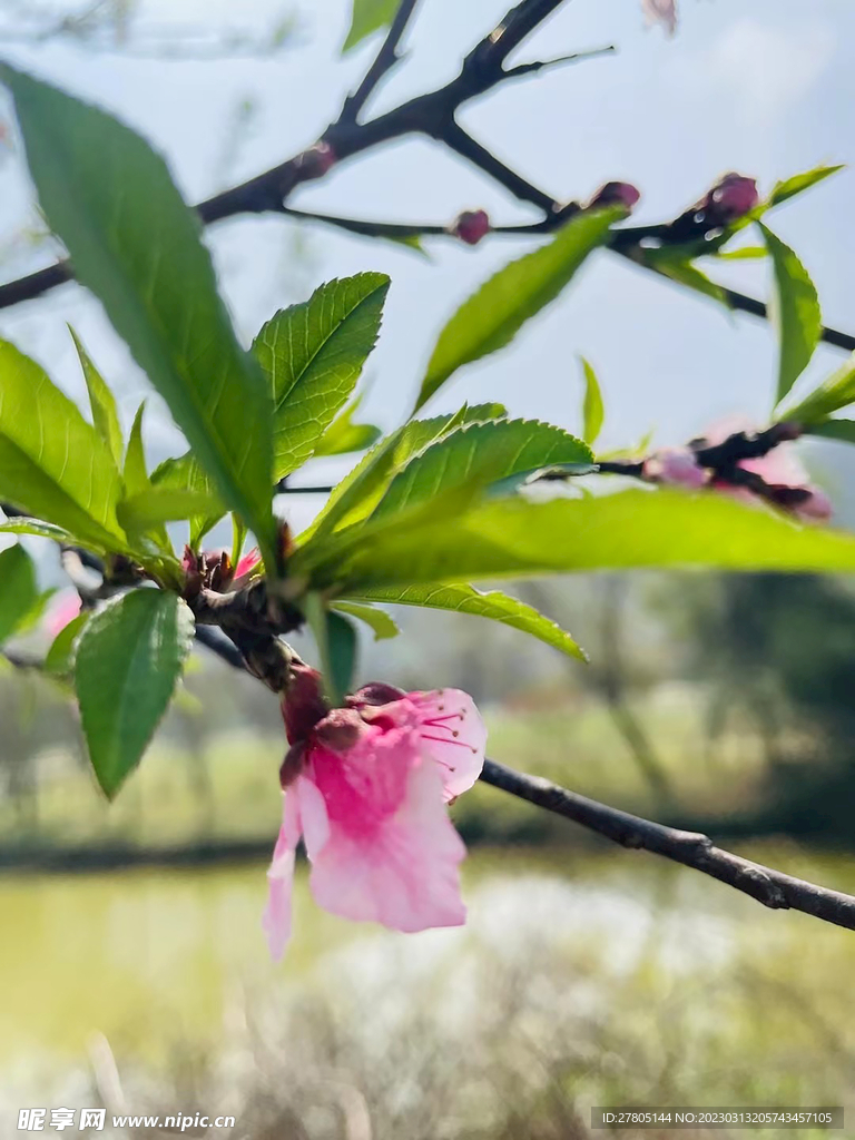 一枝花