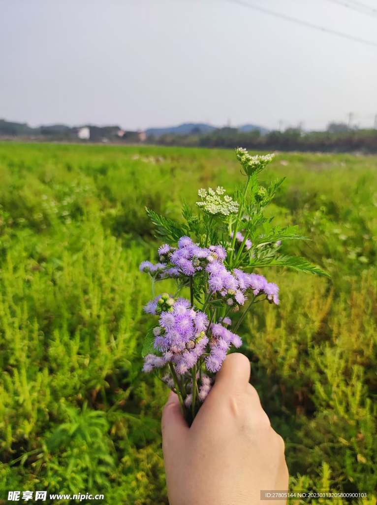 手花