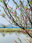 桃花树