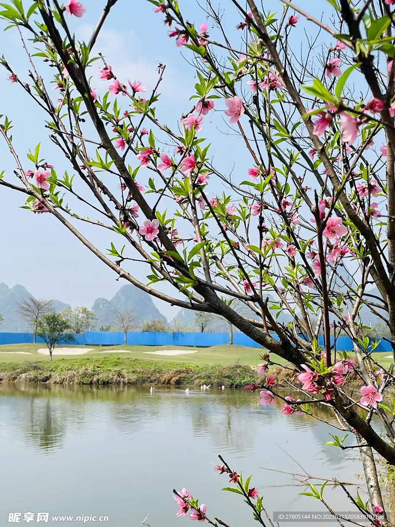 桃花树