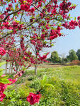 桃花枝条