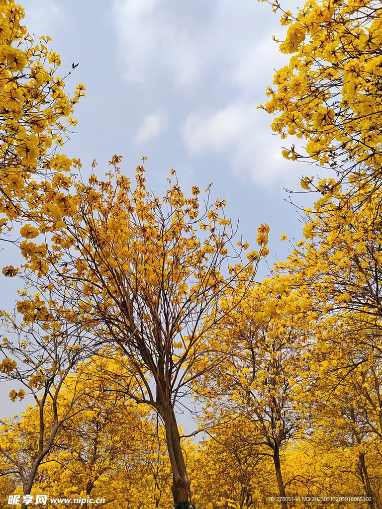 风铃花