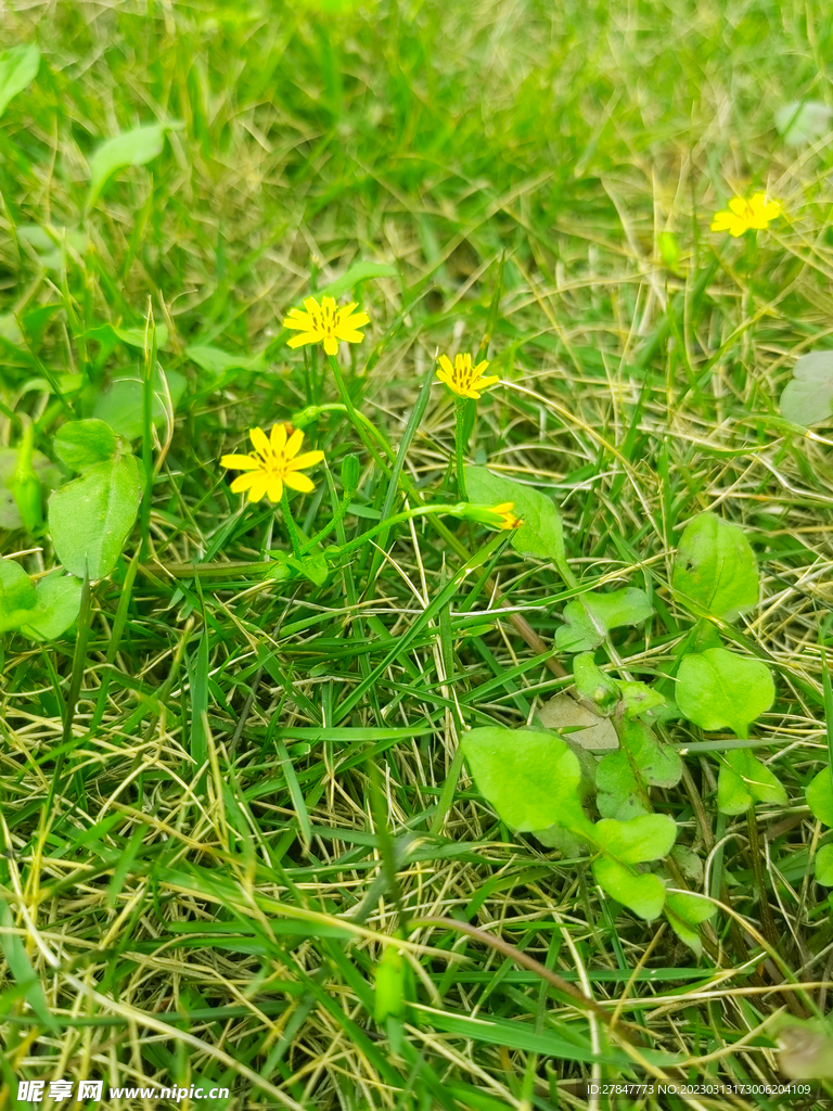 小野花