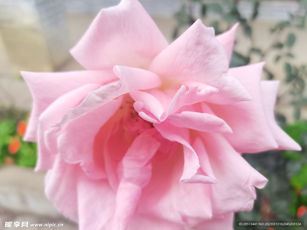 玫瑰花