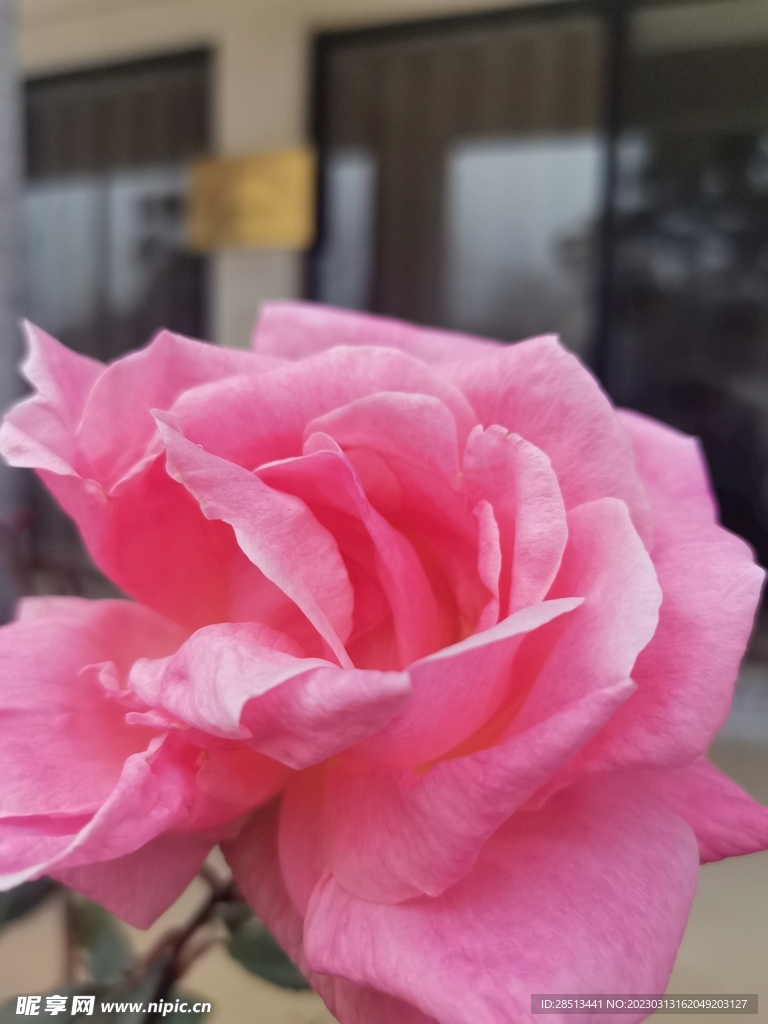 玫瑰花