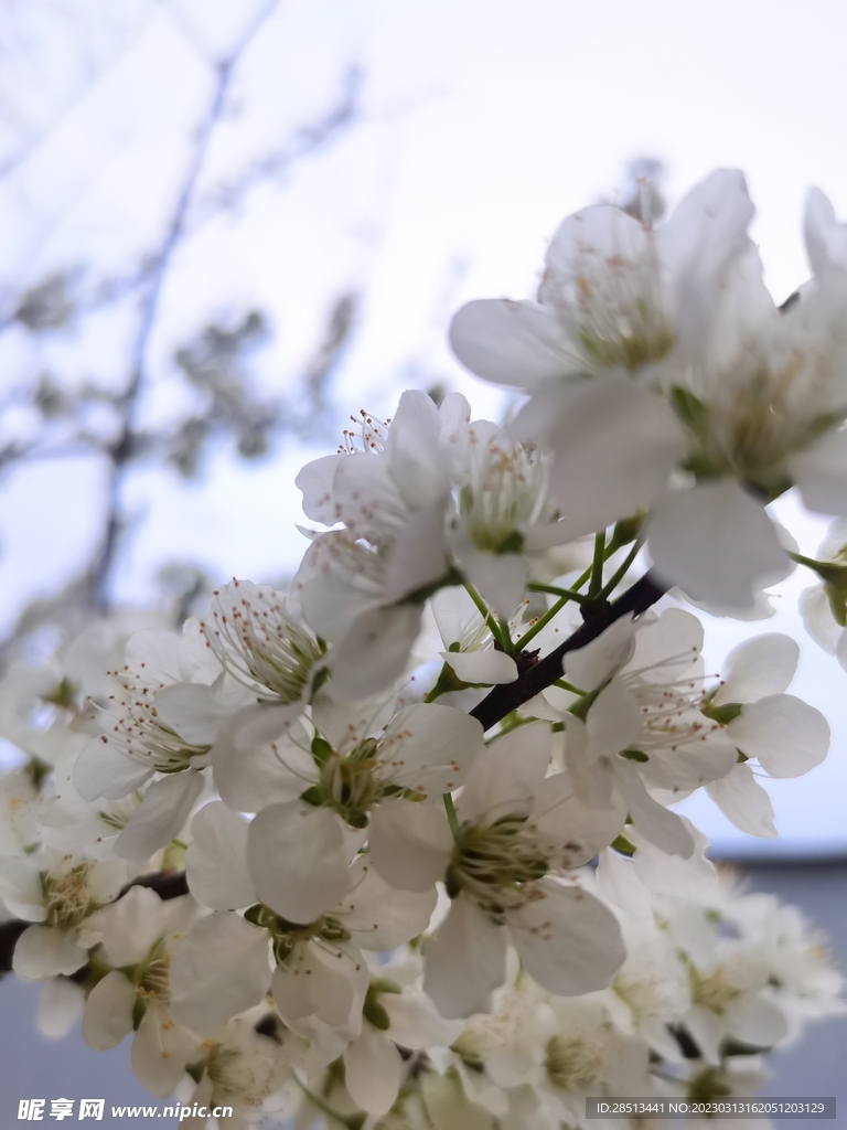 李子花