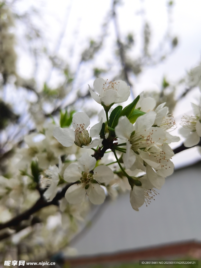 李子花