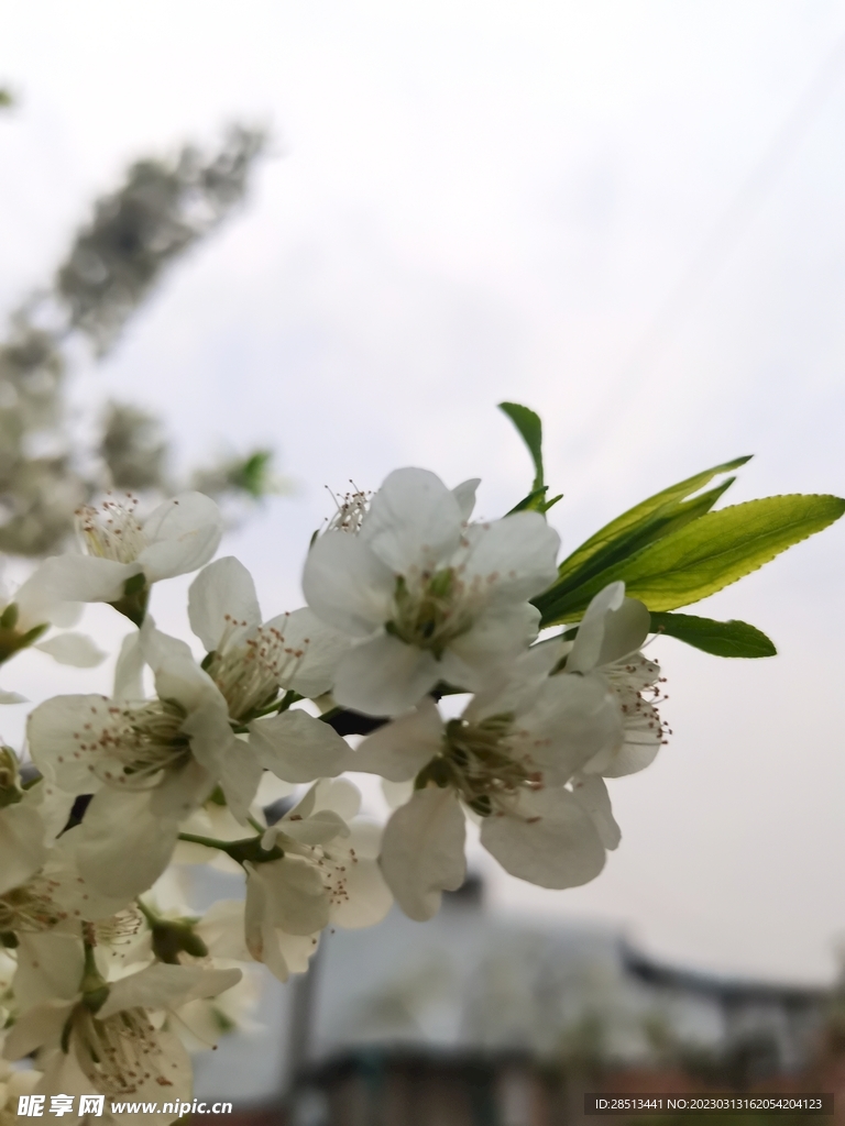 李子花