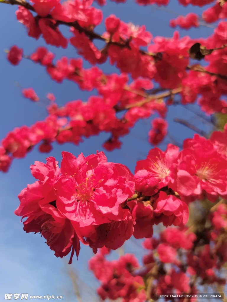 桃花