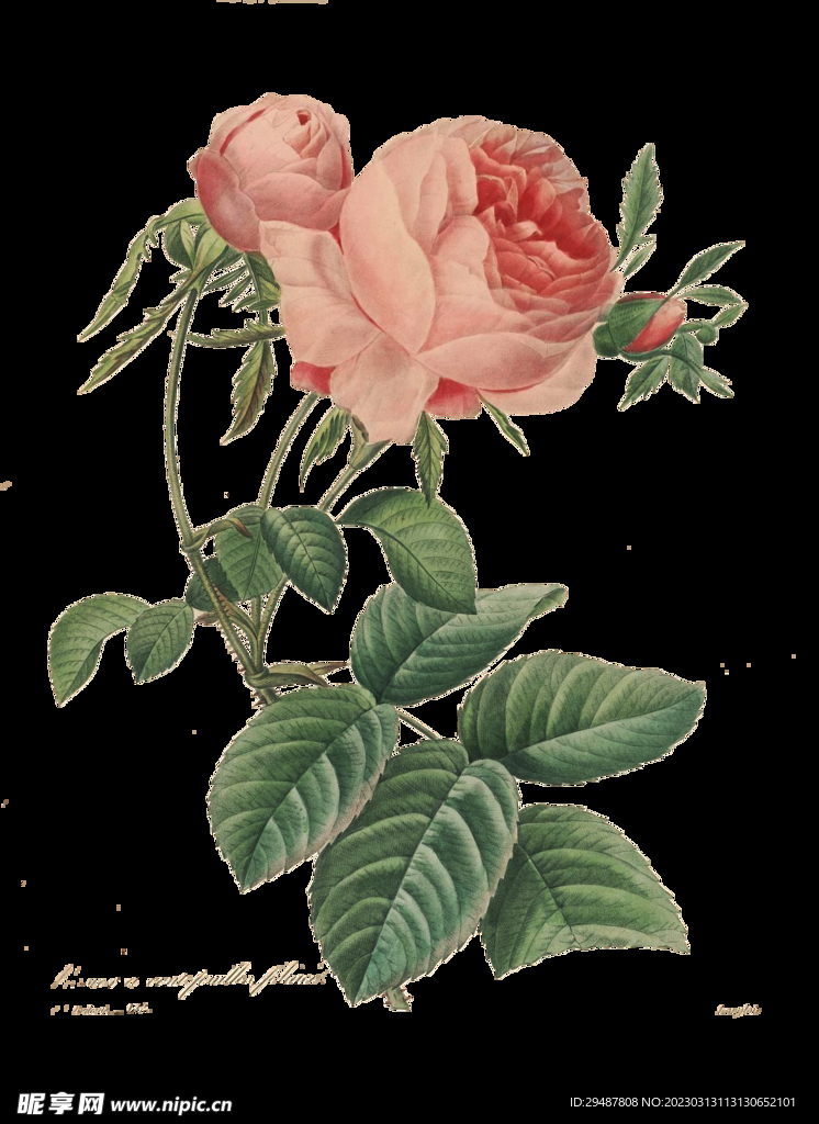 花