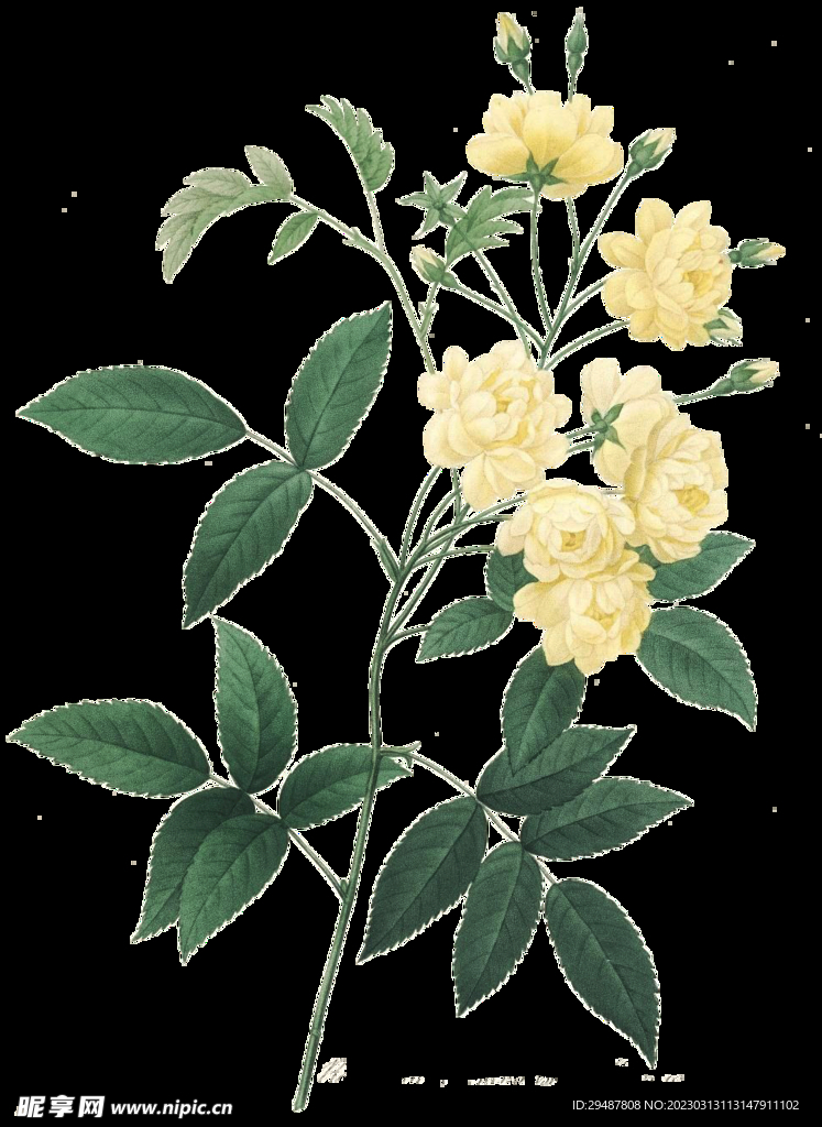 花