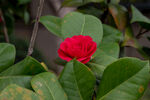 茶花 