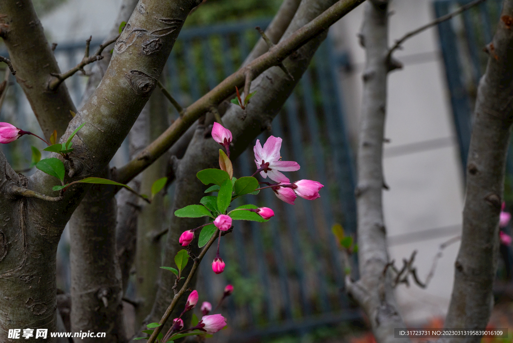 桃花