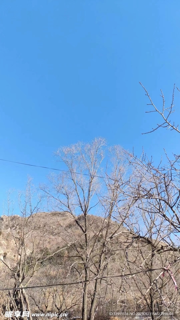 树  山  蓝天