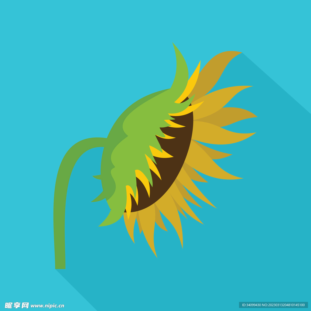 卡通向日葵