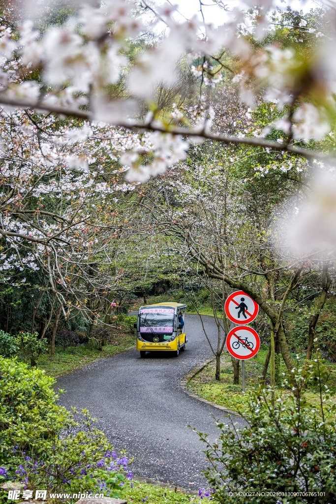 樱花路