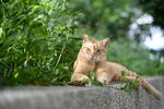 橘猫