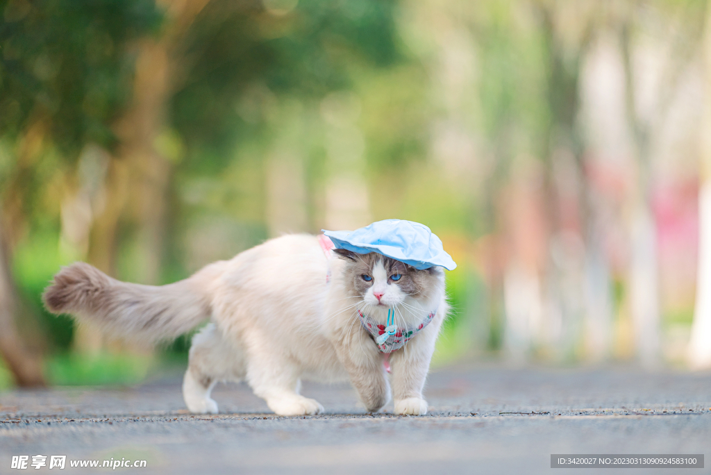 布偶猫