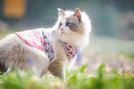 猫咪