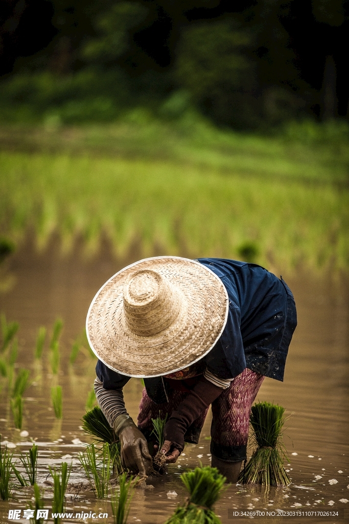 农民插秧