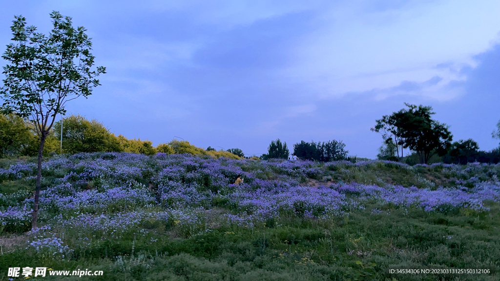 满山花