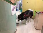 狗