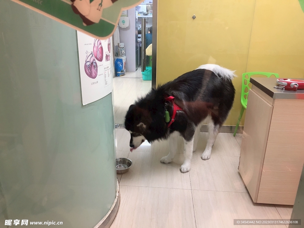 狗