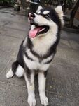 狗