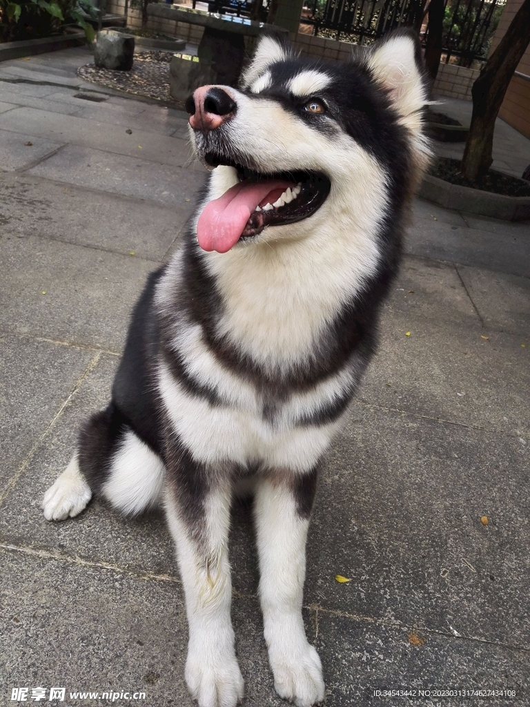 狗