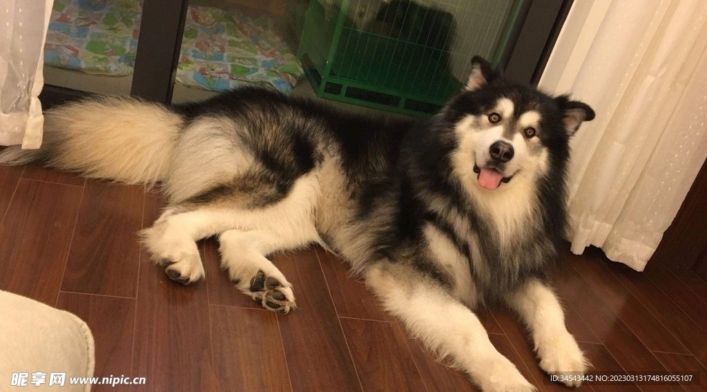 狗