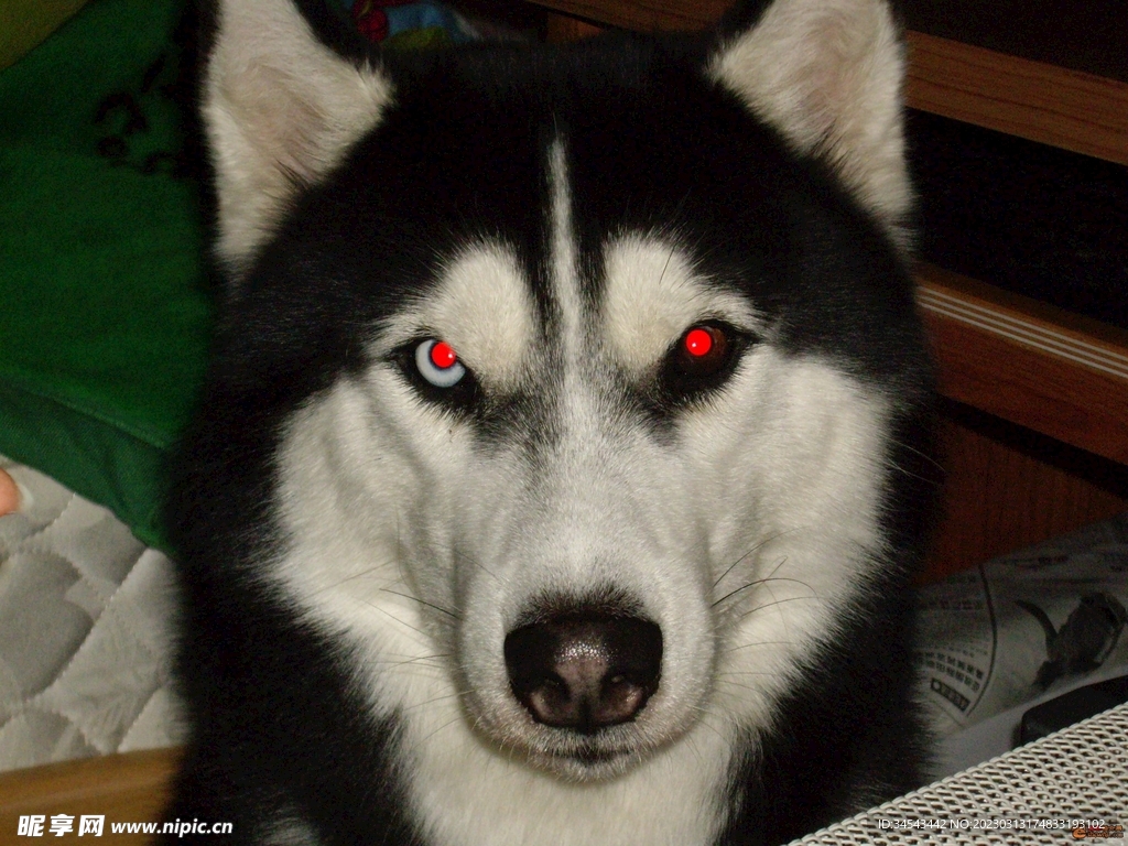 狗