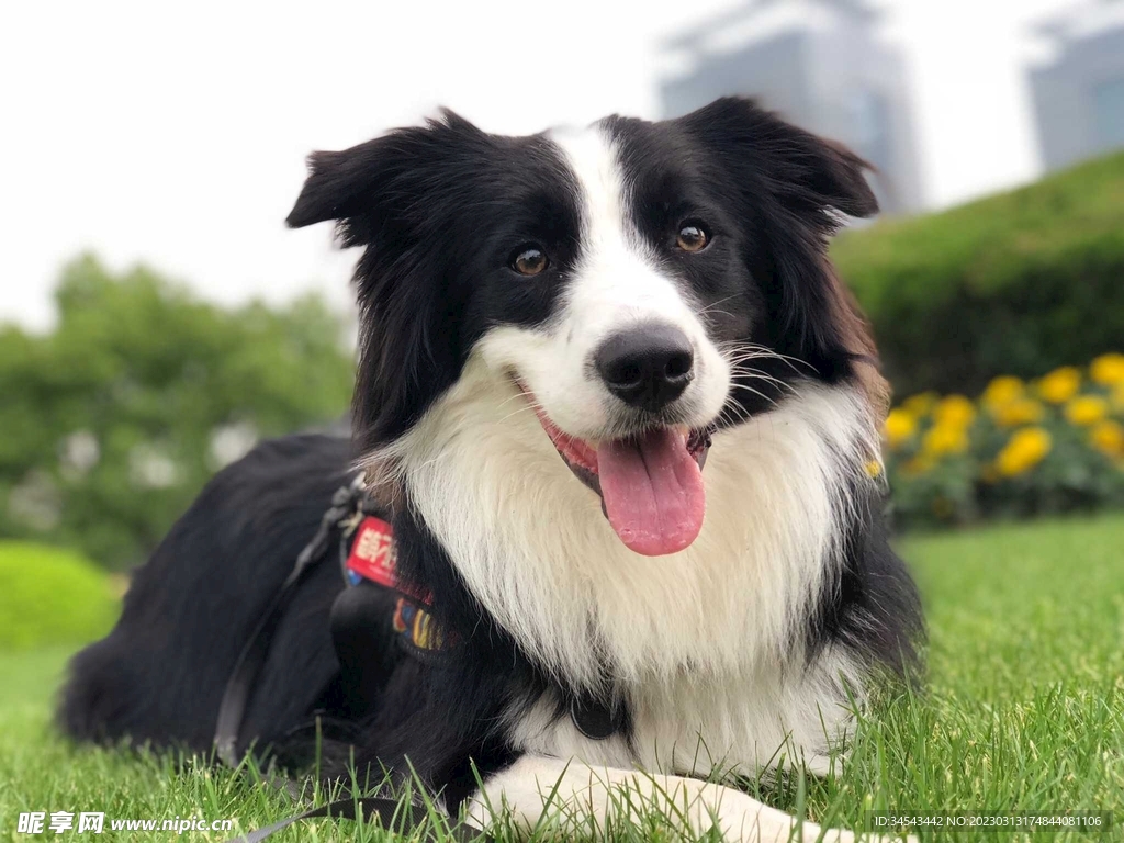狗