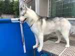 狗