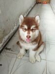 狗