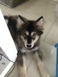 狗