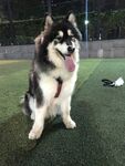 狗