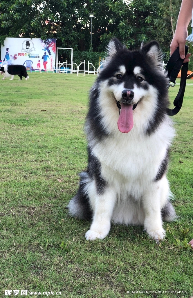 狗